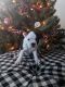 Boston Terrier Puppies for sale in Battle Creek, MI, USA. price: NA