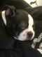 Boston Terrier Puppies for sale in Belleville, NJ, USA. price: $700