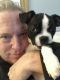 Boston Terrier Puppies for sale in Williamsport, PA 17701, USA. price: NA