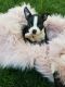 Boston Terrier Puppies for sale in Nuevo, CA 92567, USA. price: $900
