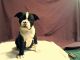 Boston Terrier Puppies for sale in Grand Rapids, MN 55744, USA. price: NA