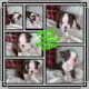 Boston Terrier Puppies for sale in New Orleans, LA, USA. price: NA