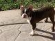 Boston Terrier Puppies for sale in Menifee, CA, USA. price: $1,000