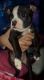 Boston Terrier Puppies for sale in Pflugerville, TX, USA. price: NA
