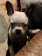 Boston Terrier Puppies for sale in Pennington Gap, VA 24277, USA. price: $300