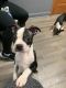 Boston Terrier Puppies for sale in Calhoun, GA, USA. price: NA