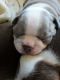 Boston Terrier Puppies for sale in Dallas, NC, USA. price: $2,000