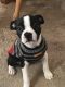 Boston Terrier Puppies for sale in Kansas City, MO 64118, USA. price: $650