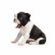 Boston Terrier Puppies for sale in Casper, WY, USA. price: NA
