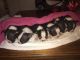 Boston Terrier Puppies for sale in Flint, MI, USA. price: NA