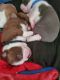 Boston Terrier Puppies for sale in Decatur, GA 30030, USA. price: NA