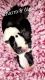 Boston Terrier Puppies for sale in New Britain, CT, USA. price: $1,250