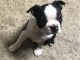 Boston Terrier Puppies for sale in Butler, PA 16002, USA. price: NA