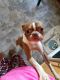 Boston Terrier Puppies for sale in Bloomfield, KY 40008, USA. price: NA
