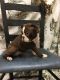 Boston Terrier Puppies for sale in Loogootee, IN 47553, USA. price: NA
