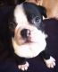 Boston Terrier Puppies for sale in Stow, OH, USA. price: $800