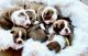 Boston Terrier Puppies for sale in Winter Garden, FL 34787, USA. price: NA