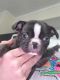 Boston Terrier Puppies for sale in Dandridge, TN, USA. price: NA