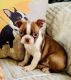 Boston Terrier Puppies for sale in Coulterville, IL 62237, USA. price: NA