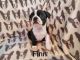 Boston Terrier Puppies for sale in Butler, PA, USA. price: NA