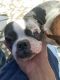 Boston Terrier Puppies for sale in Downey, CA 90242, USA. price: NA