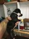 Boston Terrier Puppies for sale in Whitewater, MO 63785, USA. price: NA