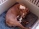 Boston Terrier Puppies for sale in Spartanburg, SC, USA. price: $900