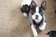 Boston Terrier Puppies for sale in West Jordan, UT, USA. price: NA