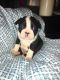 Boston Terrier Puppies for sale in Morganton, NC 28655, USA. price: NA