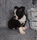 Boston Terrier Puppies for sale in Colorado Springs, CO, USA. price: $400