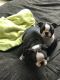 Boston Terrier Puppies for sale in Colorado Springs, CO, USA. price: $400
