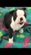 Boston Terrier Puppies for sale in Colorado Springs, CO, USA. price: $600