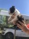 Boston Terrier Puppies for sale in Seminole, TX 79360, USA. price: NA