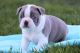 Boston Terrier Puppies for sale in Colorado Springs, CO, USA. price: $500