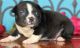 Boston Terrier Puppies for sale in Pittsburgh, PA, USA. price: $500