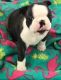Boston Terrier Puppies for sale in Atlanta, GA, USA. price: NA