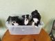 Boston Terrier Puppies for sale in St Cloud, FL, USA. price: NA