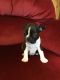 Boston Terrier Puppies for sale in Lansing, MI, USA. price: $500