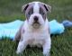Boston Terrier Puppies for sale in Lansing, MI, USA. price: $400