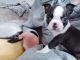 Boston Terrier Puppies for sale in Philadelphia, PA, USA. price: $500