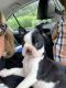 Boston Terrier Puppies for sale in Pittsburgh, PA, USA. price: $500
