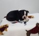 Boston Terrier Puppies for sale in Greenwood, SC, USA. price: NA