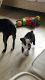 Boston Terrier Puppies for sale in Colorado Springs, CO, USA. price: $500