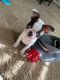 Boston Terrier Puppies for sale in Hartford, CT, USA. price: NA