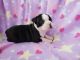 Boston Terrier Puppies for sale in Las Vegas Convention Center, 3150 Paradise Rd, Las Vegas, NV 89109, USA. price: NA