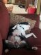 Boston Terrier Puppies for sale in Onsted, MI 49265, USA. price: NA