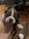 Boston Terrier Puppies for sale in Springfield, MA, USA. price: $700