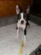 Boston Terrier Puppies for sale in Conway, SC 29526, USA. price: NA