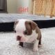 Boston Terrier Puppies for sale in Salinas, CA, USA. price: NA