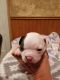Boston Terrier Puppies for sale in Monon, IN 47959, USA. price: NA